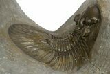 Pair Of Beautiful Scabriscutellum Trilobite - Multi-Toned Shell #310135-5